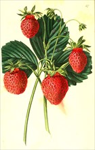 Strawberry red Carolina