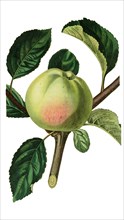 the White Astracan Apple