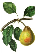 Madeleine pear