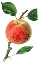the cornish aromatic apple