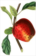 the scarlet pearmain apple