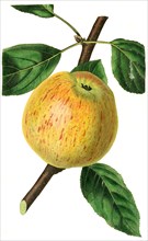 Longville's kernel apple