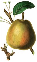 the Gilogil Pear