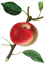 the courtpendu apple