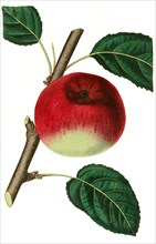 the Fearn's pippin apple