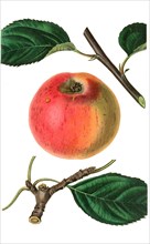 The Golden Reinette is a cultivar of domesticated apple that is also known as the English Pippin