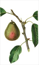 Seckel pear or sugar pear is a small