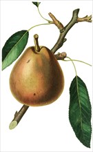 the gray Doyenne Pear