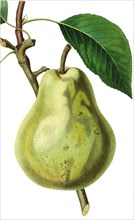 Duchesse d'Angouleme pear is an heirloom variety of Pyrus communis