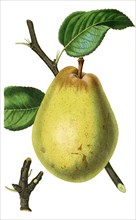the Beurre d'Aremberg Pear
