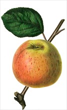 the Dutch Mignon Apple
