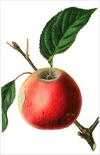 the Scarlet Nonpareil apple