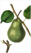 Beurre Rance Pear