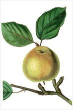 the Ross Nonpareil Apple