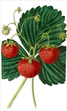 the Keen's seedling strawberry