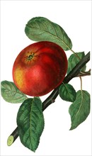 the Devonshire Quarenden Apple
