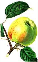 the Gravenstein apple