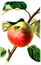the irish peach apple