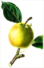 the early Bergamot pear