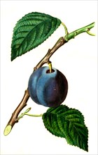 the morocco plum