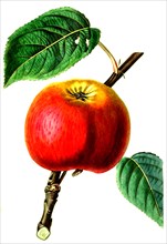 the cole apple