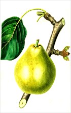 the summer francreal pear