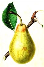 the jargonelle pear