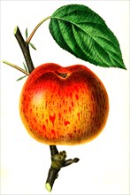 Lucombe's seedling apple