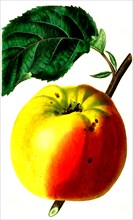 the white spanish Reinette apple