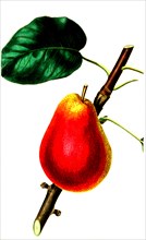 the Forelle pear