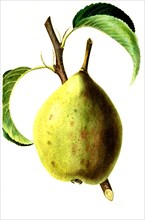 the brown Beurre pear