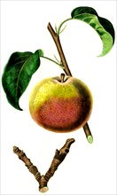 the autumn bergamot pear