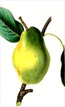 the marie louise pear