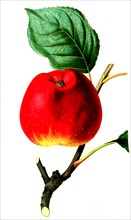 the red astrachan apple
