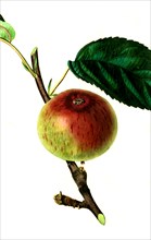 the Brickley seedling apple