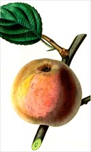 the royal russet apple