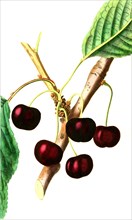 the Black Eagle Cherry