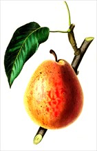 the Flemish Beauty Pear