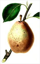 the Beurre Diel Pear