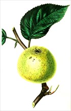 Hoghes's Golden Pippin Apple