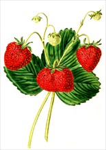 the Elton Seedling Strawberry
