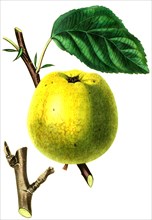 the Cockle Pippin Apple