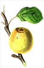 Franklin's Golden Pippin Apple