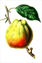 the Cornish Gilliflower Apple