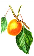 The Large Early Apricot