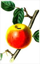 The Newtown Spitzenberg Apple