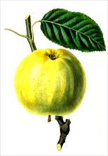 The Saint Julian Apple