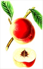 The Barrington Peach