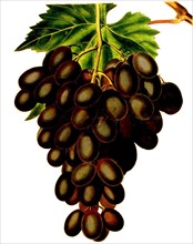 the Horseforth Seedling Grape