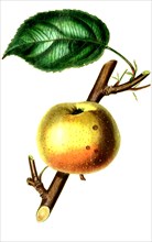 Padley's Pippin Apple